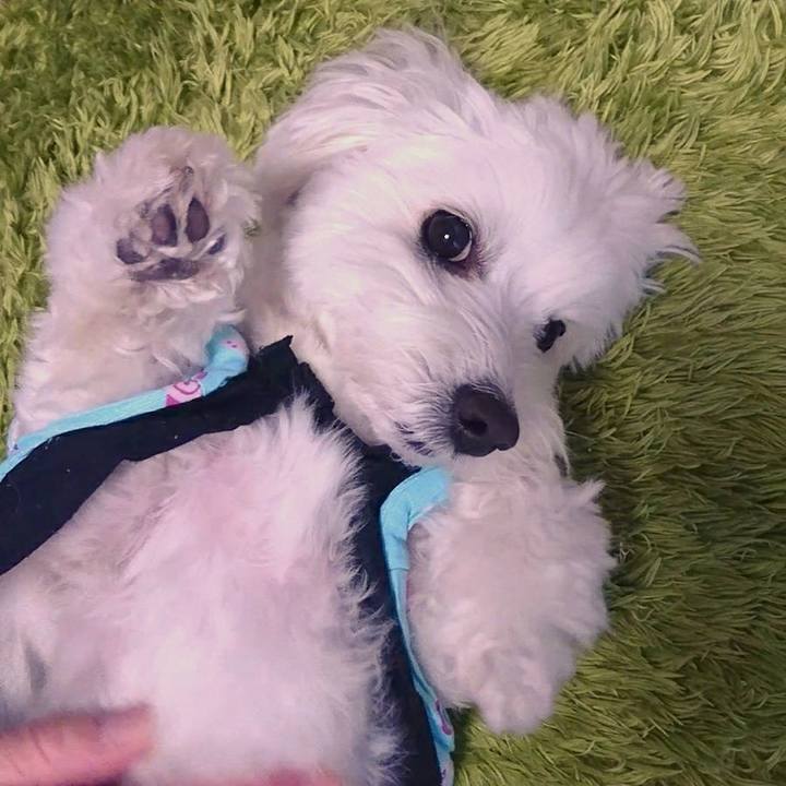 493d05db 0926 430e 8920 3f0e8556cfee 1513669547930