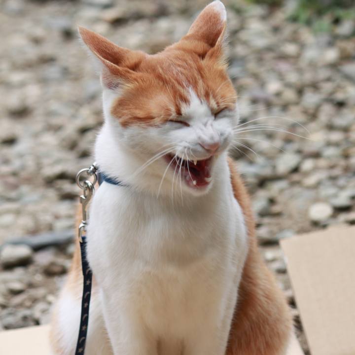 493d1018 cf58 4723 bade eb6a858335d0 1522561669595