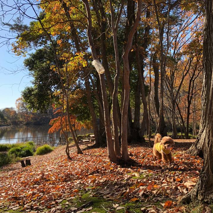 493f9d33 4ad4 43a8 9b69 8ace4eeee828 1542675670723