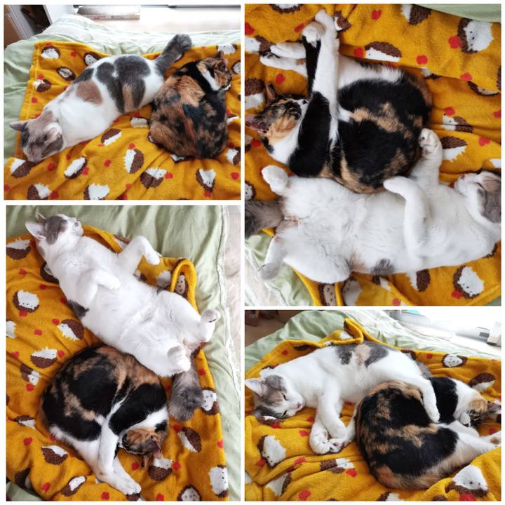 4941d84a 7315 40f6 9e41 94368a798ea5 1636556033926