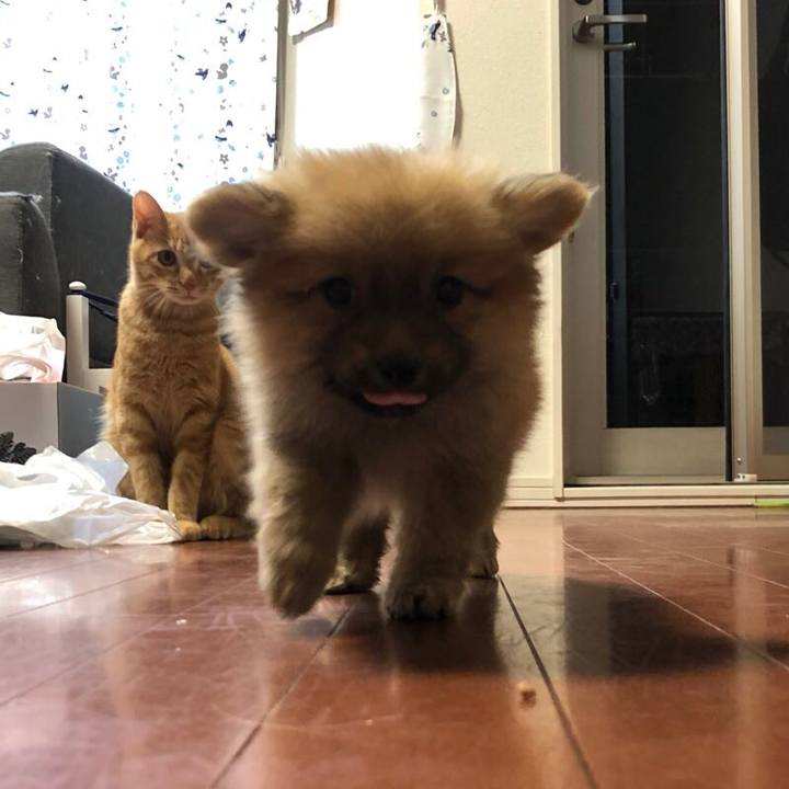 4942e0f1 83bd 48a2 bd8a aa8021916a80 1572954595631