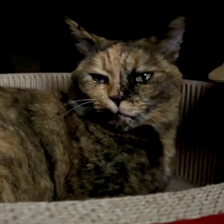 4943ed56 b1be 4d17 82aa df909fc41e69 1760355384732