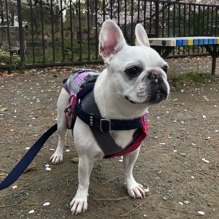 49451c40 4b5f 49e8 8332 fbb6f41bd6a0 1585381652861