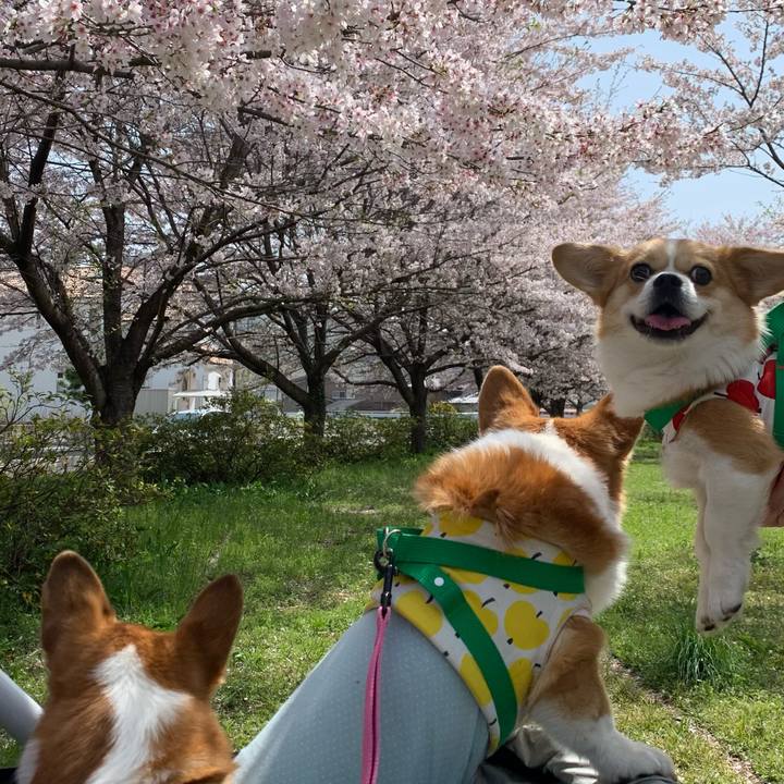 49460678 b146 4ed7 8d86 f7a13470fb4e 1617254330566