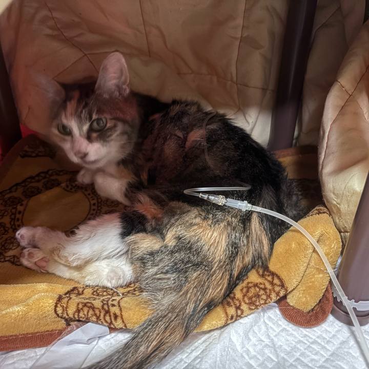 49465eac 9eee 46dd b86a bd189abd584d 1763803346965