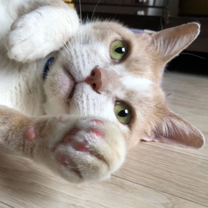 494ac33e af31 43cb b9ab da465f465ec3 1527497956730