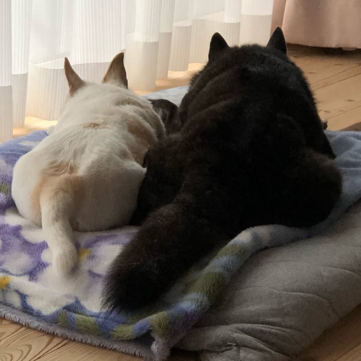 494d7b86 32cb 4d2a 91d4 0c8ac7e128d4 1614748194858