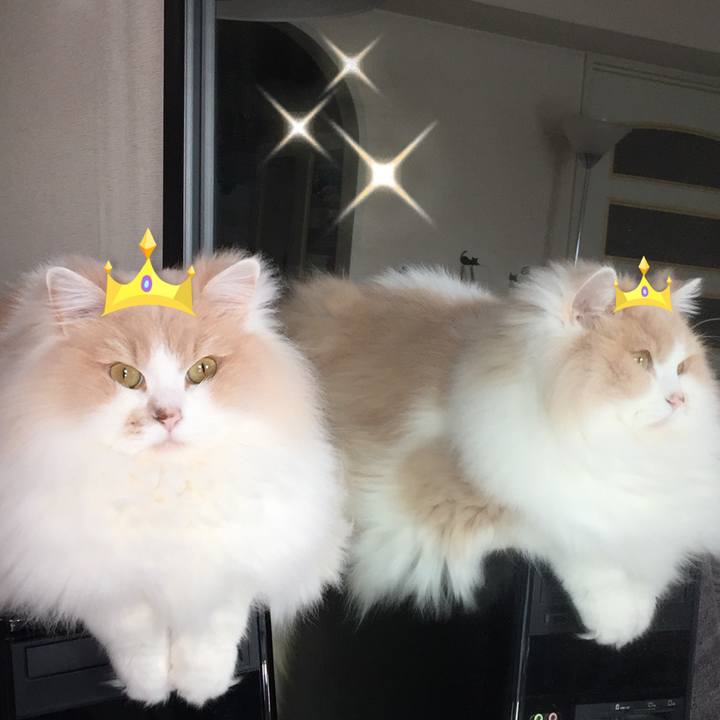 4951d97e f30f 435c 9920 2b3c07141d7a 1545314923275