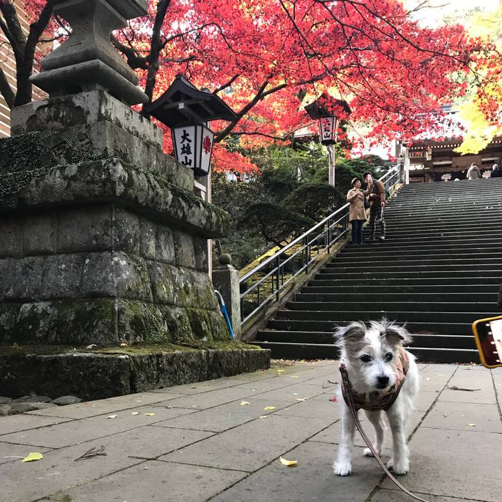 49527184 298a 46e8 8f4b 53851ec7ae29 1511678019397