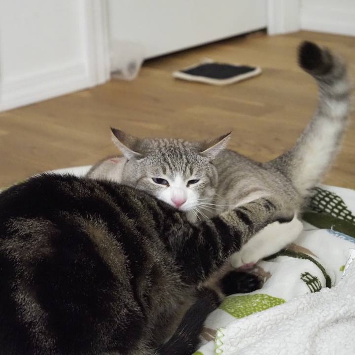 49534e69 fbce 47e9 8031 8debf2d69486 1620017546237