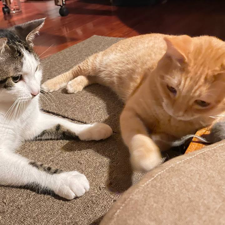 4956510c 3f1f 42f0 8e0f 09b94f636440 1771933965871