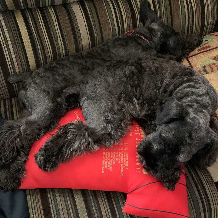 49577246 e9f9 47a9 87c6 b1ba0799cd8a 1597797562413