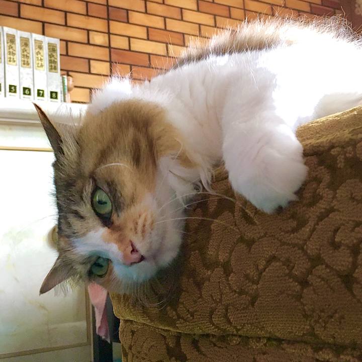 495b4df1 9011 4e45 9fa6 aacafcb132f2 1592465558380