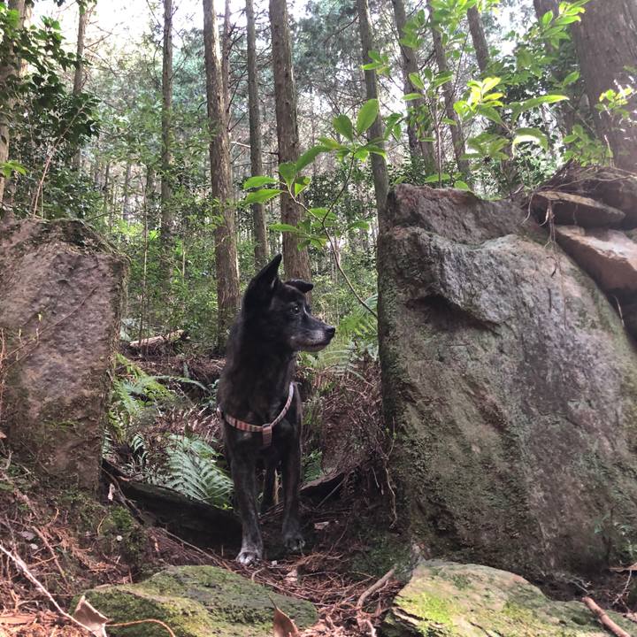 495dd2b4 f49f 4a7a 9e87 77d94cda062d 1584185362820