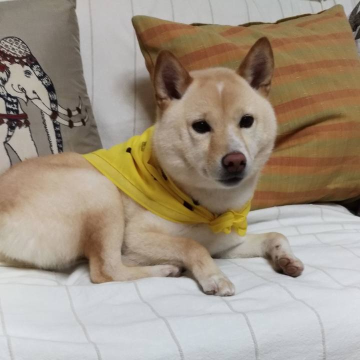 495e2337 fb8d 4002 9ce7 033e37b94cd0 1560053654014