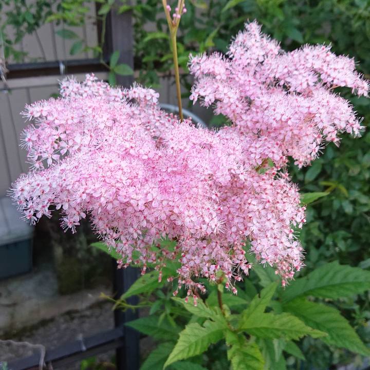 495ee724 0077 4682 bb9f b180d79c5625 1623969823502