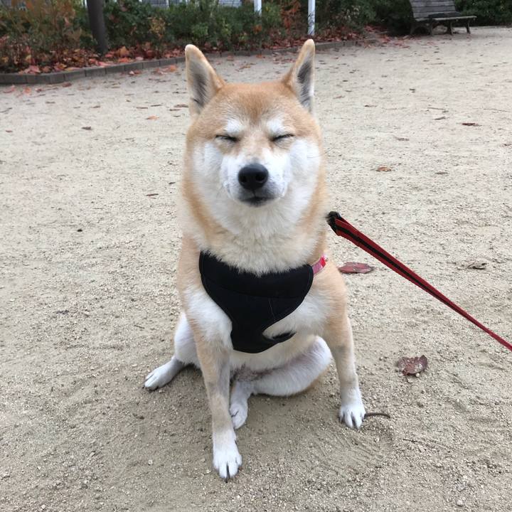 495f07f4 253d 4d2f 87e9 5bbf5d76c283 1512350851292