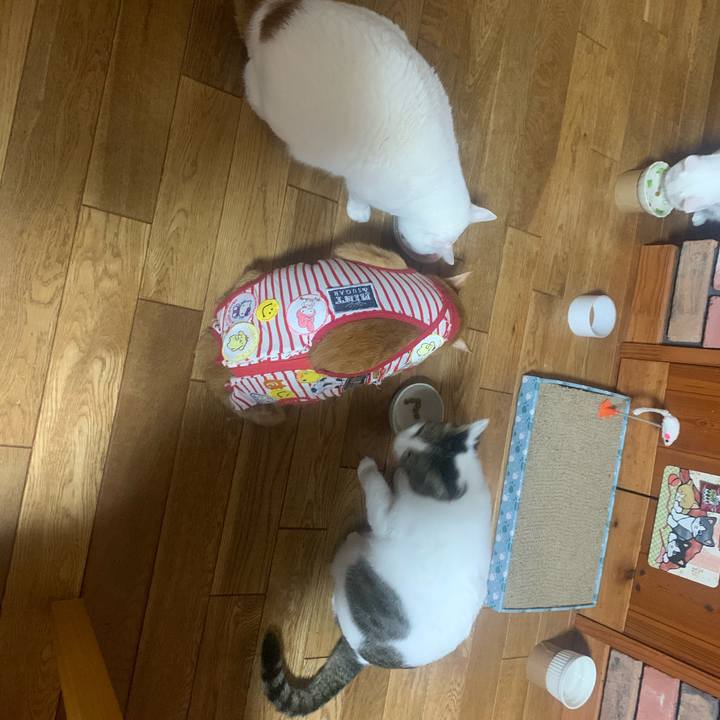 495f4f35 9980 4e8d b046 a864d5a5982a 1584136511234