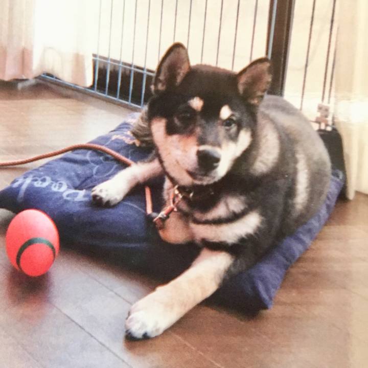 495f85b4 9e08 4a9a 9acf 91b8c4eead11 1547304033360