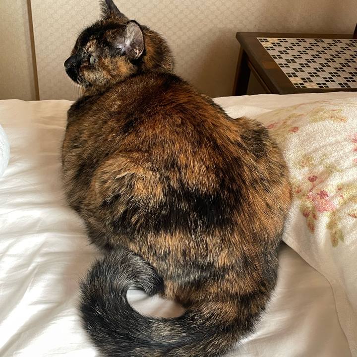 49607cfc 9169 423a 9e55 4408c29a056d 1774588482336