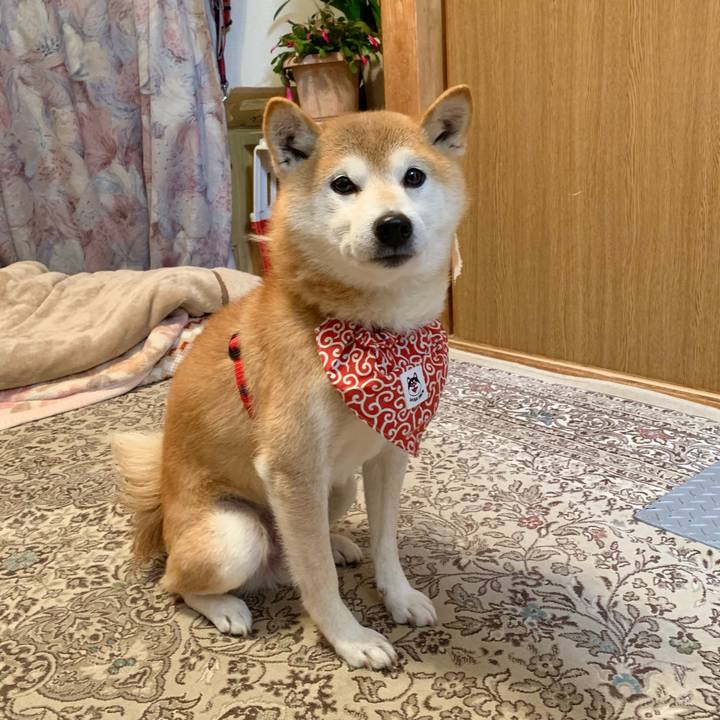 4961933c e4ec 4540 b7e2 18ec52641822 1641291872906