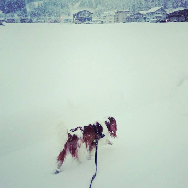 496356fa f2c9 4e0f a8be 82e2131a4f53 1514414922937