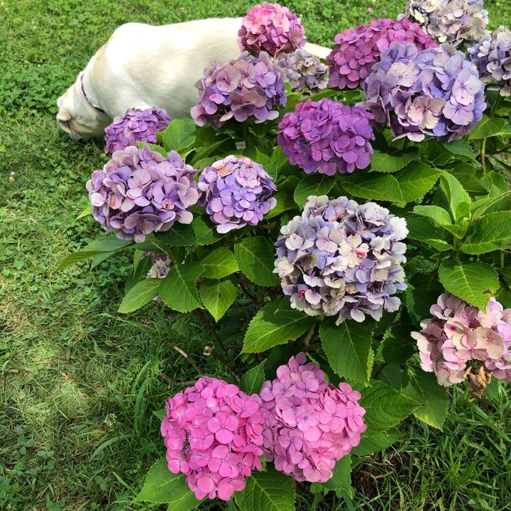 4966b8e1 d61b 4dde a5e8 ede8cf3f4add 1593942194550