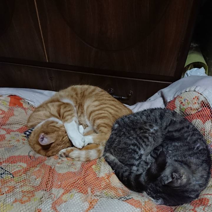 49676d37 6e84 460c 86cf 3a255097856a 1572787094295