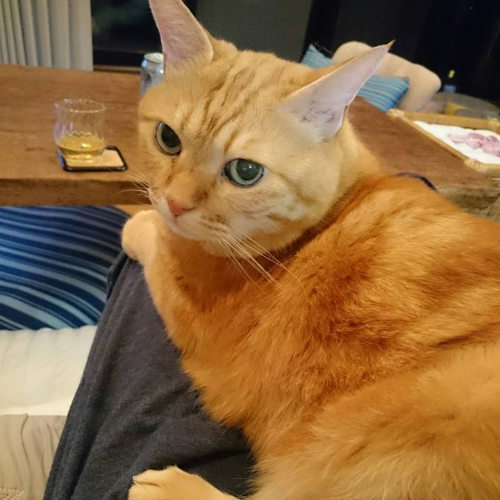 496c06f6 5e99 486c ac72 18628a39a1e0 1534599844616