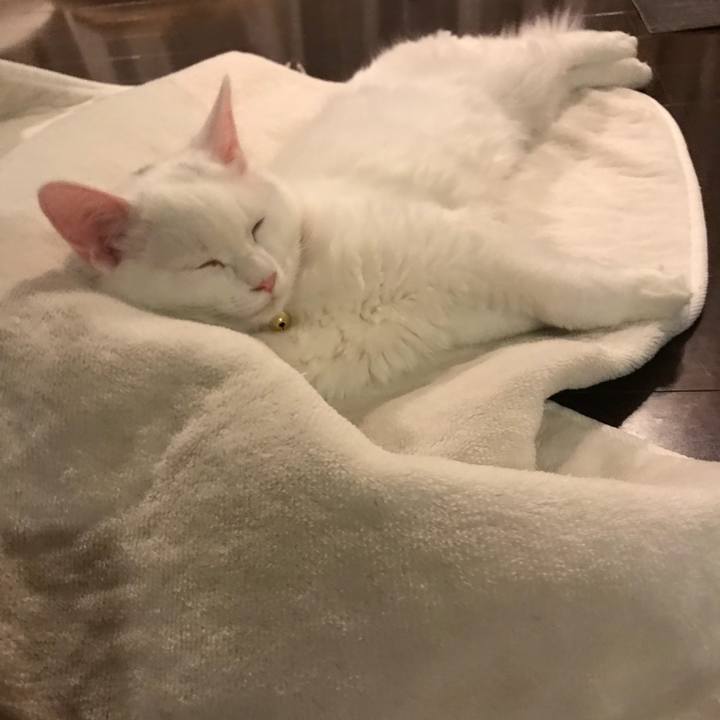 496de38f 8925 4632 b6e2 bfefc841f177 1513596887554