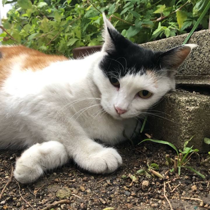 4972d29c f12e 4f5c 84f1 ff24c129257c 1603836661287