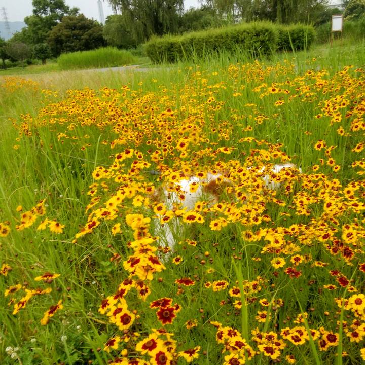 4973ea7e 2f8d 4e83 9b91 75f8c897c44c 1562069585768