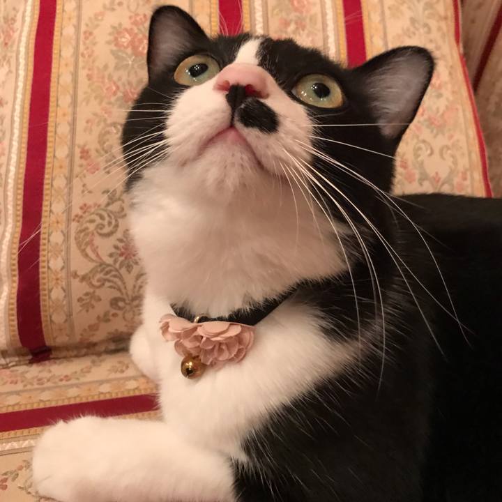 4975b45e 7b68 417f 8805 38dabfb2300a 1542527043060