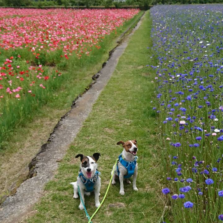 4976a381 bd0d 4c0e bbaa 0c3e2b68646a 1560912940590