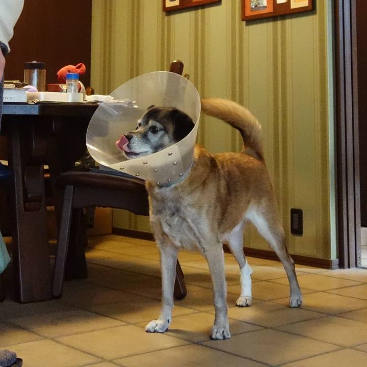 4978b3e3 8544 4017 81e8 359423a40793 1544320797526