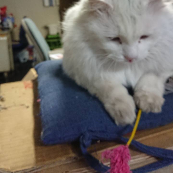 497ae777 2077 482a a1c4 48036a1ec7de 1549405818415