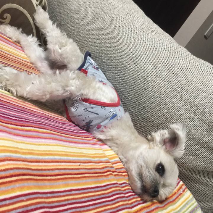 497af3ec 8a5b 48fe 9f08 e353f72cdbb7 1516021745112