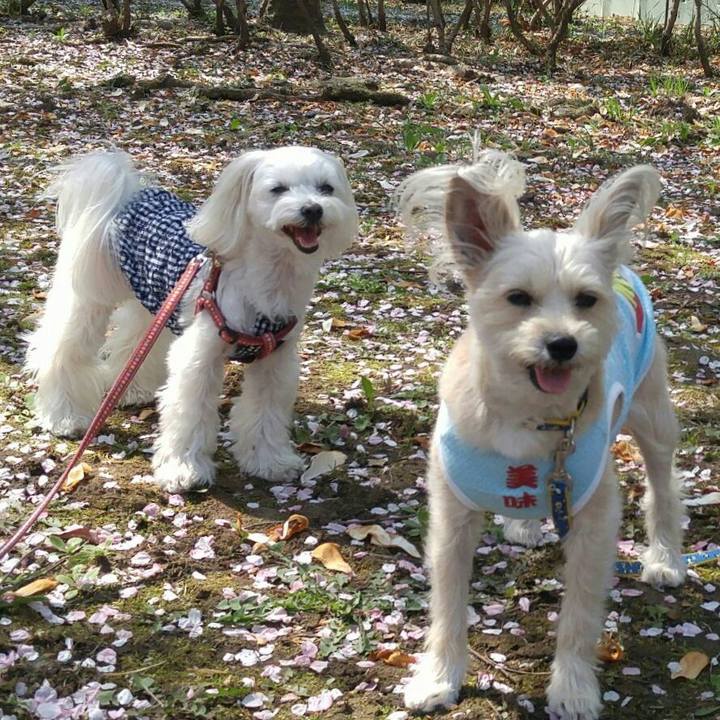 497cae52 17d4 45b2 ac09 432e24dd5b1f 1522838478246