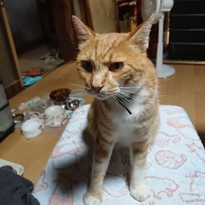 497e66c4 fefd 4166 bf84 510e76d4b7a0 1597612192836