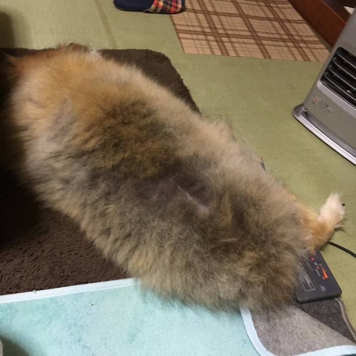 49817983 a5a2 4ef8 8f94 87f98bd94779 1603060595430