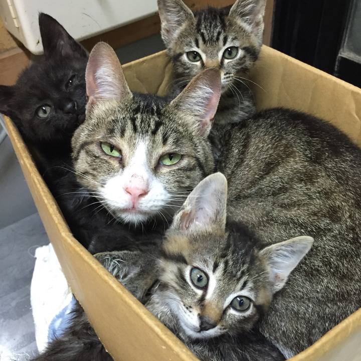 498243c3 f1a8 4a4c 8361 8d3dbfbf99a2 1525677741839