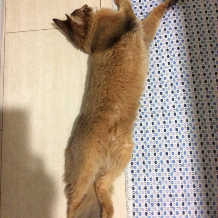 49852455 a81d 4604 adee 74406a54b5d0 1582035426290