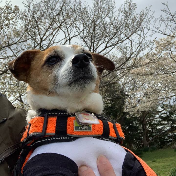 49882e50 2055 48a4 a665 7b3c841fa2af 1616634379451