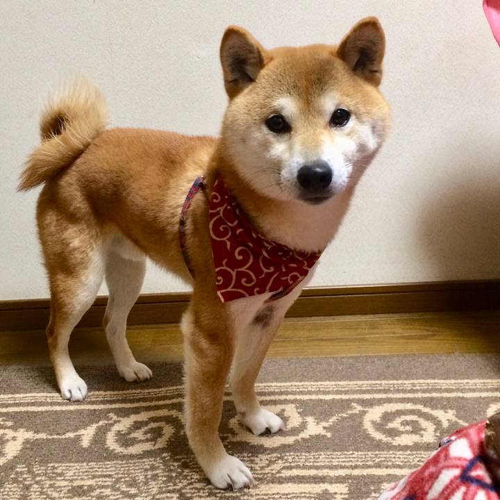 4989957c 9a00 461e b9db 3097ddb292e5 1518838795165