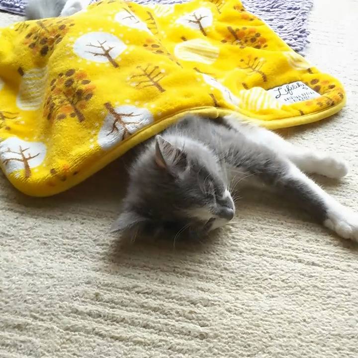 4989e341 4ff7 4644 b3e7 864fc791d7ab 1564526231109