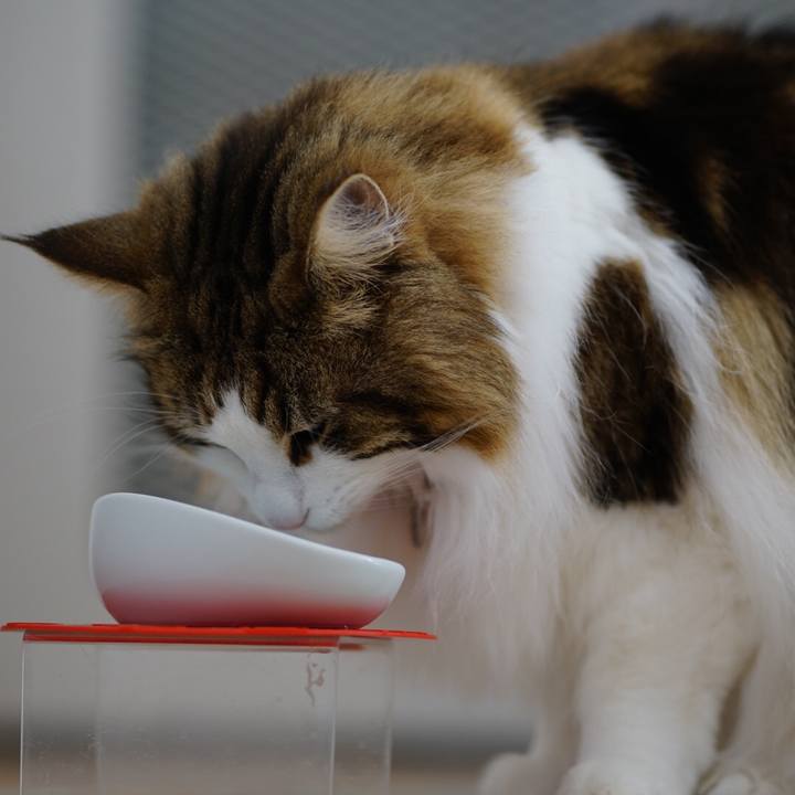 498a5a93 4836 4852 9478 b504e99817ae 1616537723016