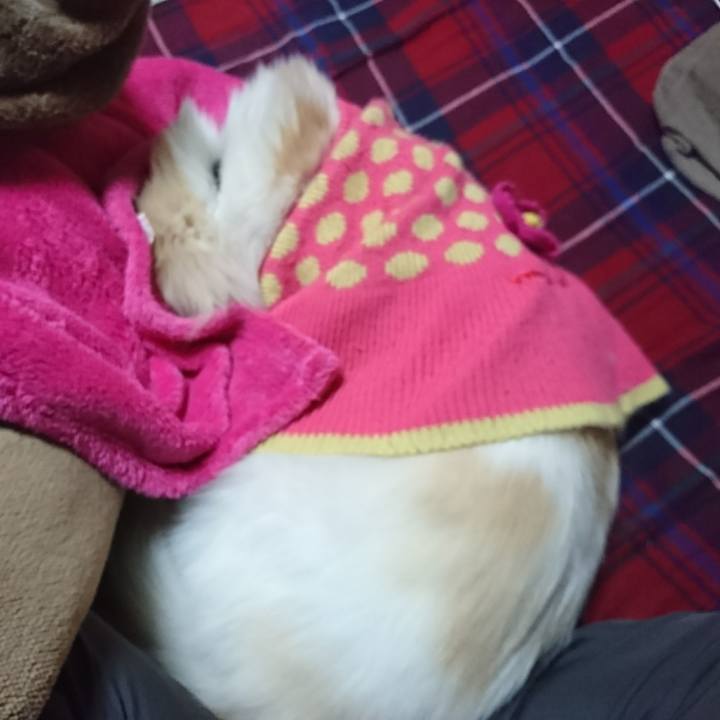 498c3129 46b3 4267 ab49 d6636694ffae 1517432334984