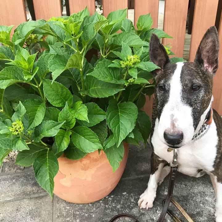 498c9a91 246a 485b 8686 a211ecb35e07 1527586623054