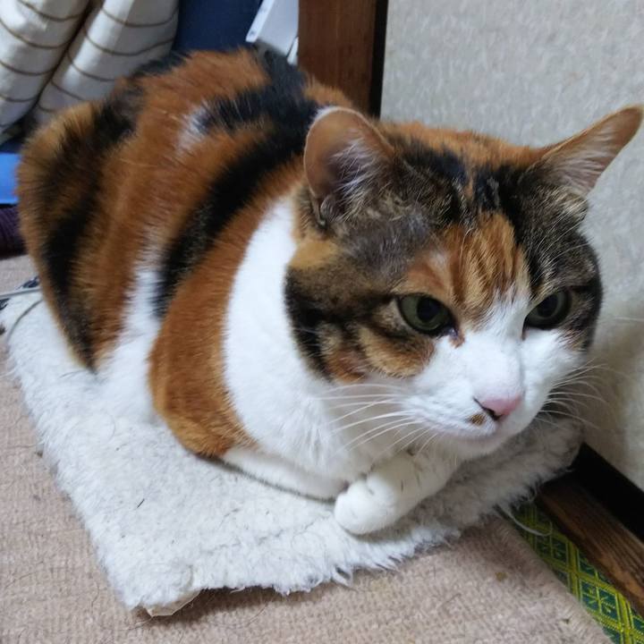 498d8cc9 610a 4114 8cdc 056bcc99a96a 1549145840559