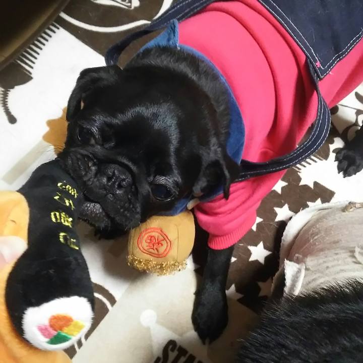 498e949c 4cec 4b9d a625 c8ac158a4b2b 1517663334636